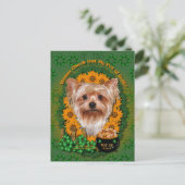 St Patricks - Pot of Gold - Yorkshire Terrier Postkarte (Stehend Vorderseite)