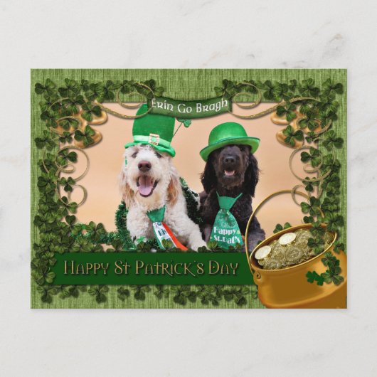 St Pats Day - Golden Doodles - Sadie und Izzie Postkarte (Vorderseite)
