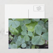 St Pattys Day Clover Mix Postkarte (Vorne/Hinten)