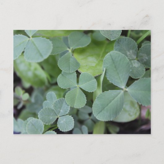 St Pattys Day Clover Mix Postkarte (Vorderseite)
