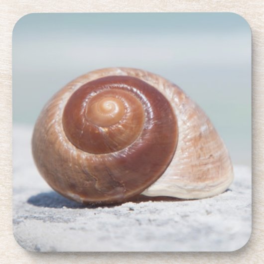 St. Petersburg des Seashell-|, Florida Getränkeuntersetzer (Vorderseite)
