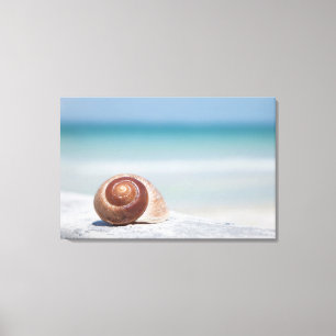 St. Petersburg des Seashell- , Florida Leinwanddruck