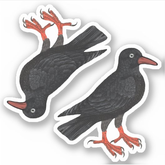 St. Piran's Day / St. Thomas Becket Choughs (fR) - Aufkleber (Vorderseite)