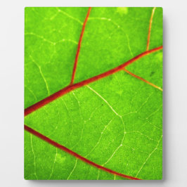 St Thomas 1 Fotoplatte