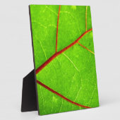 St Thomas 1 Fotoplatte (Seite)