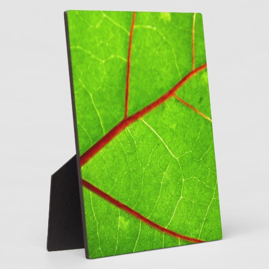 St Thomas 1 Fotoplatte (Seite)