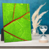 St Thomas 1 Fotoplatte (Seite)