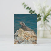 St. Thomas , Iguana Postkarte (Stehend Vorderseite)