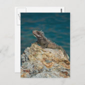 St. Thomas , Iguana Postkarte (Vorne/Hinten)