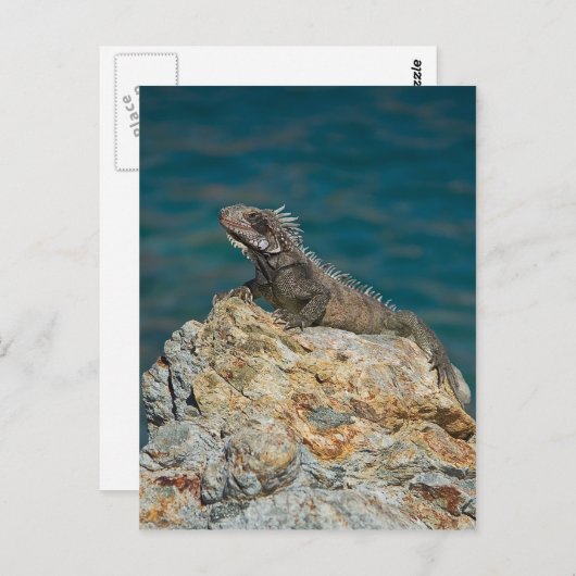 St. Thomas , Iguana Postkarte (Vorne/Hinten)