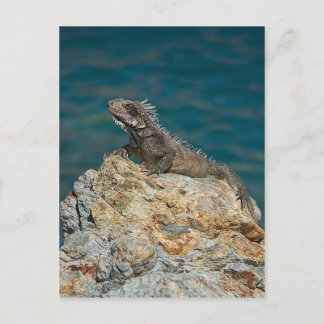 St. Thomas , Iguana Postkarte