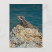 St. Thomas , Iguana Postkarte (Vorderseite)