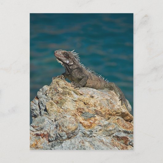 St. Thomas , Iguana Postkarte (Vorderseite)