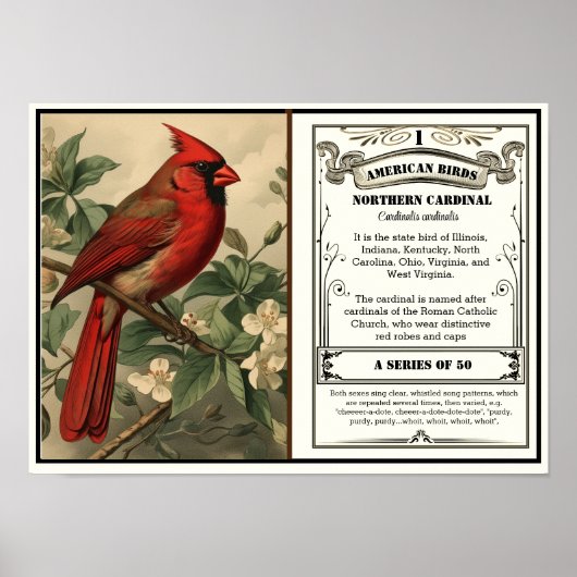Staat Bird Collection, Kardinal, anpassbar Poster (Vorne)