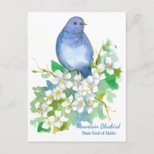 Staat Bird of Idaho Mountain Bluebird Postkarte (Vorderseite)