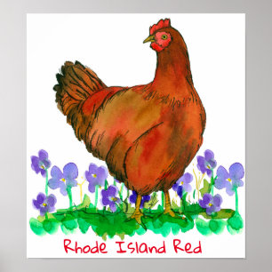 Staat Bird of Rhode Island Red Hen Chicken Violets Poster
