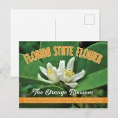 Staat Blume Florida - Orangenblütenpracht Postkarte (Vorne/Hinten)