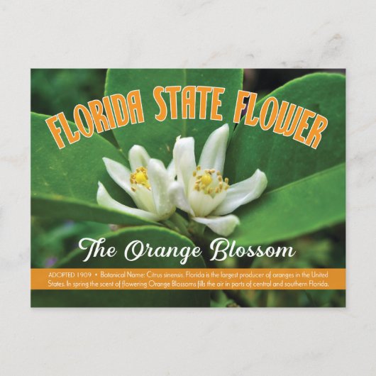 Staat Blume Florida - Orangenblütenpracht Postkarte (Vorderseite)