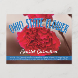 Staat Blume Ohio Scarlet Carnation Postkarte