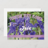 Staat Blume Tennessee Iris Postkarte (Vorne/Hinten)