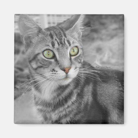 Staat des Wunders Magnet (Vorne)