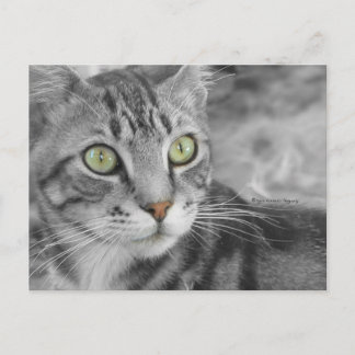 Staat des Wunders Postkarte