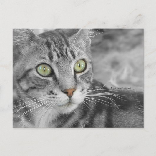 Staat des Wunders Postkarte (Vorderseite)