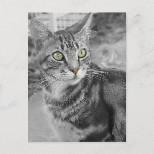 Staat des Wunders Postkarte (Vorderseite)