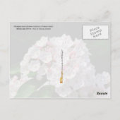 Staat Pennsylvania Blume: Berg Laurel Postkarte (Rückseite)