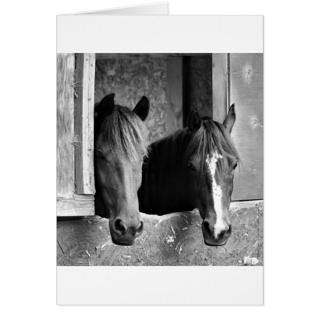 Stabile Partner (Vorne)