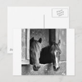 Stabile Partner Postkarte (Vorne/Hinten)