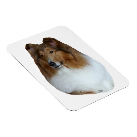 Stabile und weiße Collie Head Magnet (Rechte Seite)