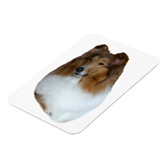 Stabile und weiße Collie Head Magnet (Linke Seite)