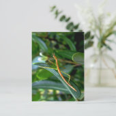 Stabinsekt Postkarte (Stehend Vorderseite)