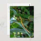 Stabinsekt Postkarte (Vorne/Hinten)