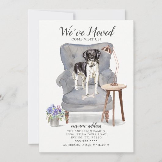 Stabyhoun | Ankündigung der Beförderung (Vorderseite)