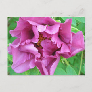 Stacey’s Floral Design’s Postkarte