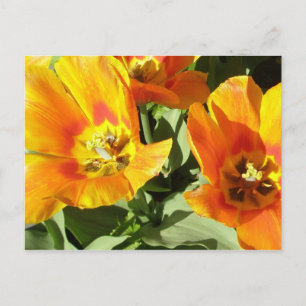Stacey’s Floral Design’s Postkarte