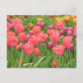 Stacey’s Floral Design’s Postkarte