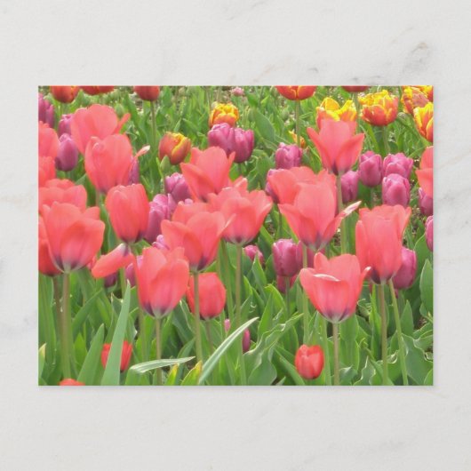 Stacey’s Floral Design’s Postkarte (Vorderseite)