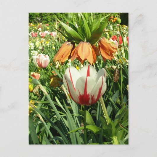 Stacey’s Floral Design’s Postkarte (Vorderseite)