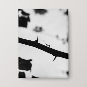 Stachel Button