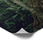 Stachelbaum im Regenwald, Corcovado Poster (Ecke)