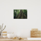 Stachelbaum im Regenwald, Corcovado Poster (Küche)