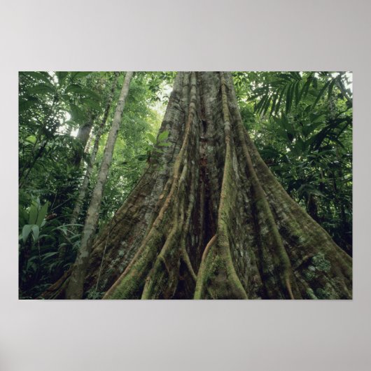 Stachelbaum im Regenwald, Corcovado Poster (Vorne)