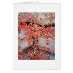 Stachelbeerbusch-Karte