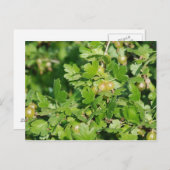 Stachelbeere Postkarte (Vorne/Hinten)