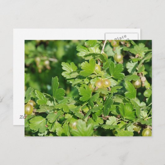 Stachelbeere Postkarte (Vorne/Hinten)