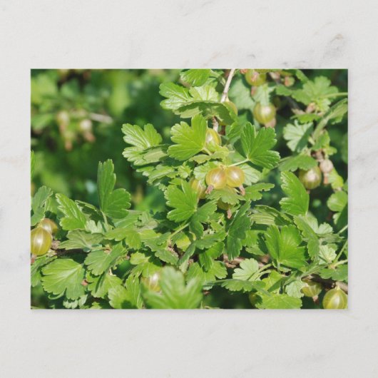 Stachelbeere Postkarte (Vorderseite)