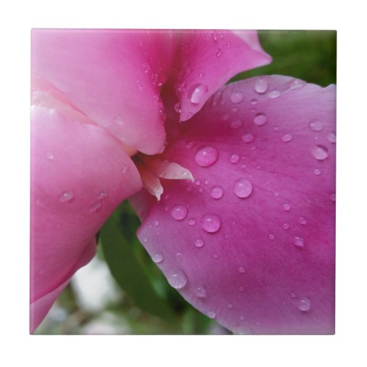Stachelblatt im Regen Fliese (Vorderseite)